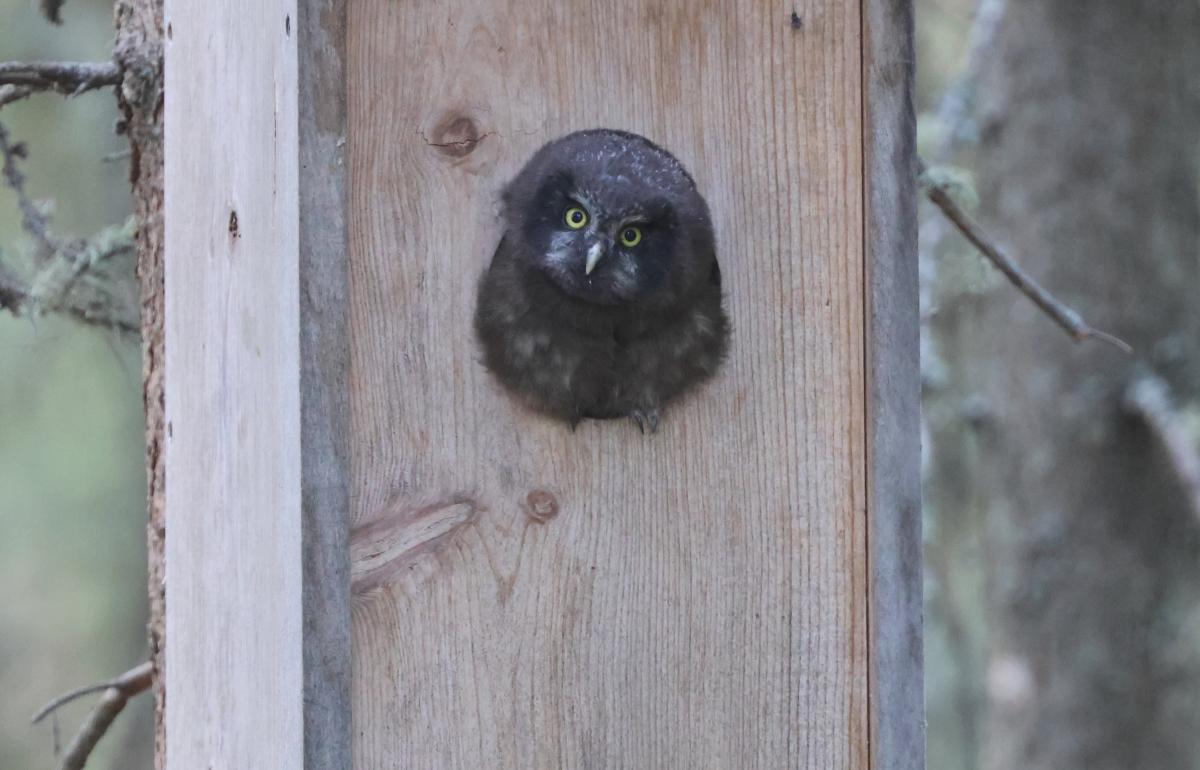 Boreal Owl