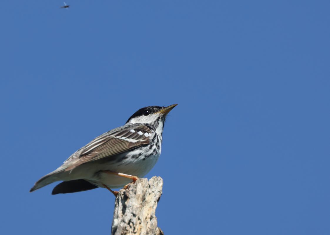 Blackpoll Warbler