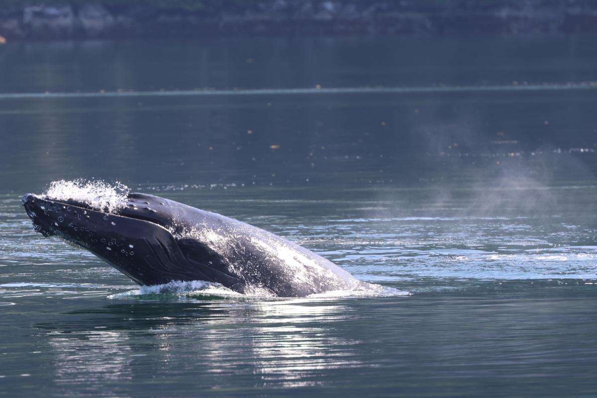 Humpback Whale