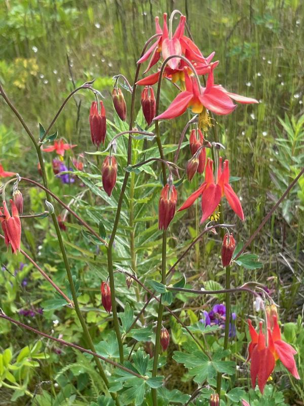 Western Columbine