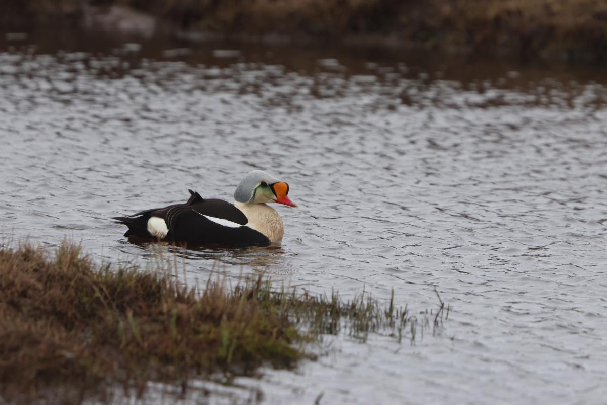King Eider