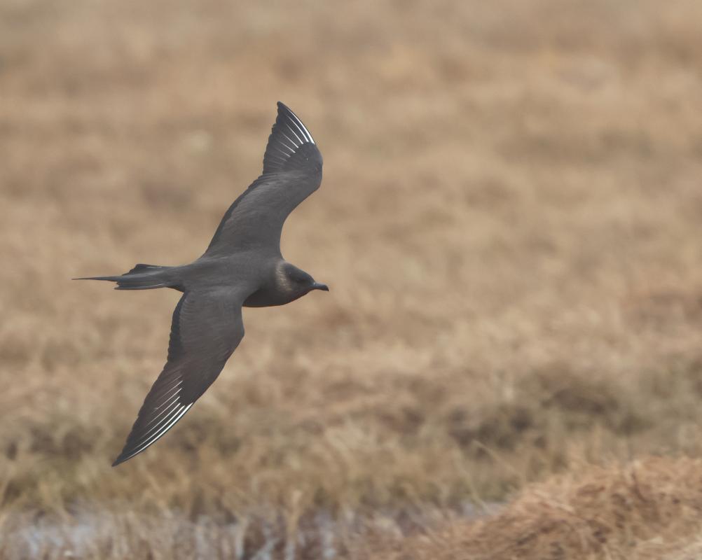 Parasitic Jaeger