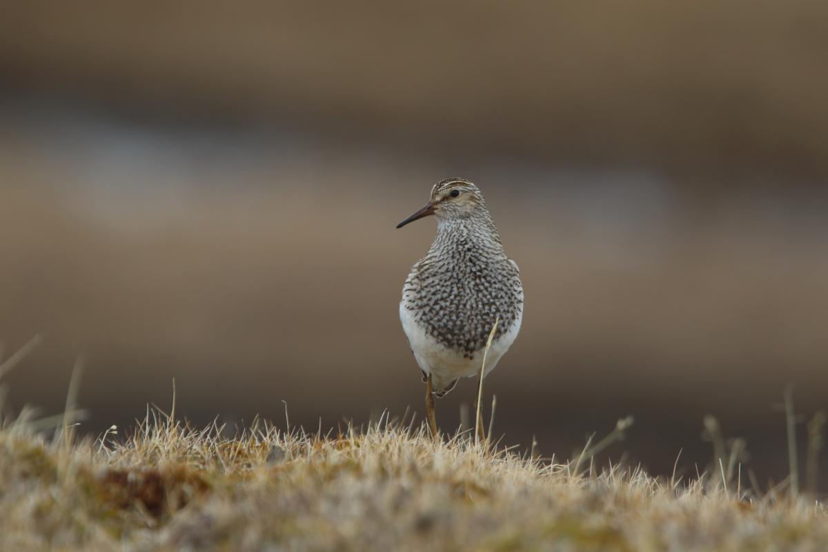 Pectoral Sandpiper