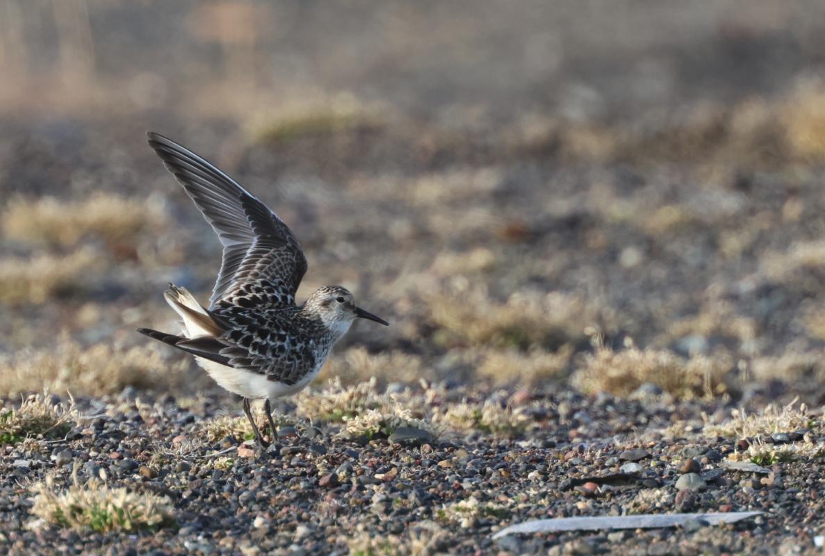 Baird's Sandpiper