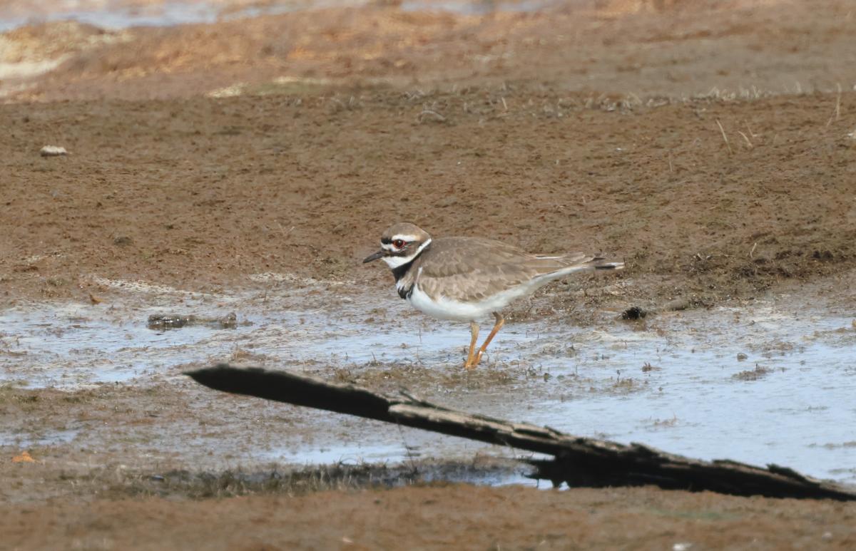 Killdeer