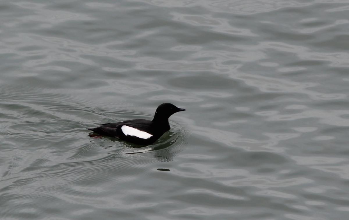 Black Guillemot