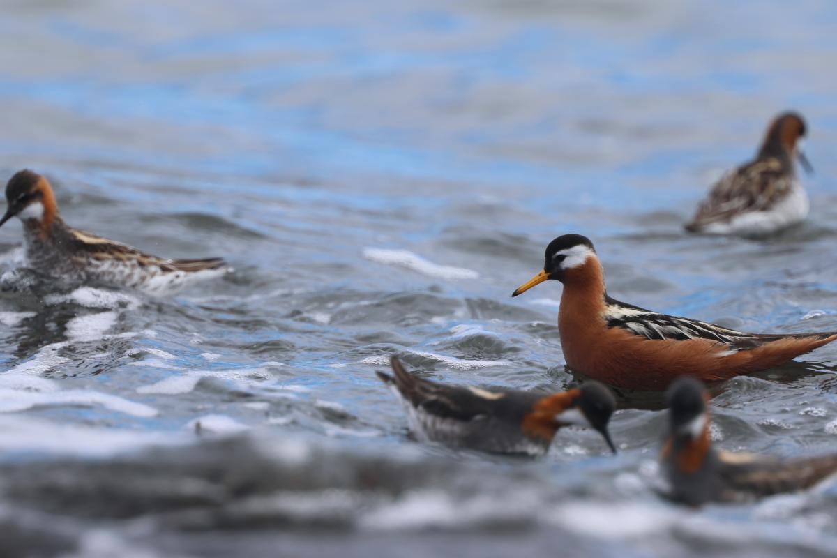 Red Phalarope