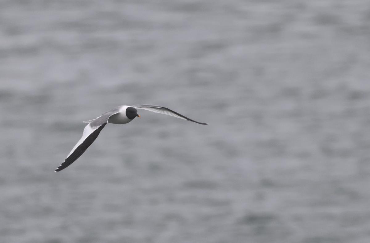 Sabine's Gull