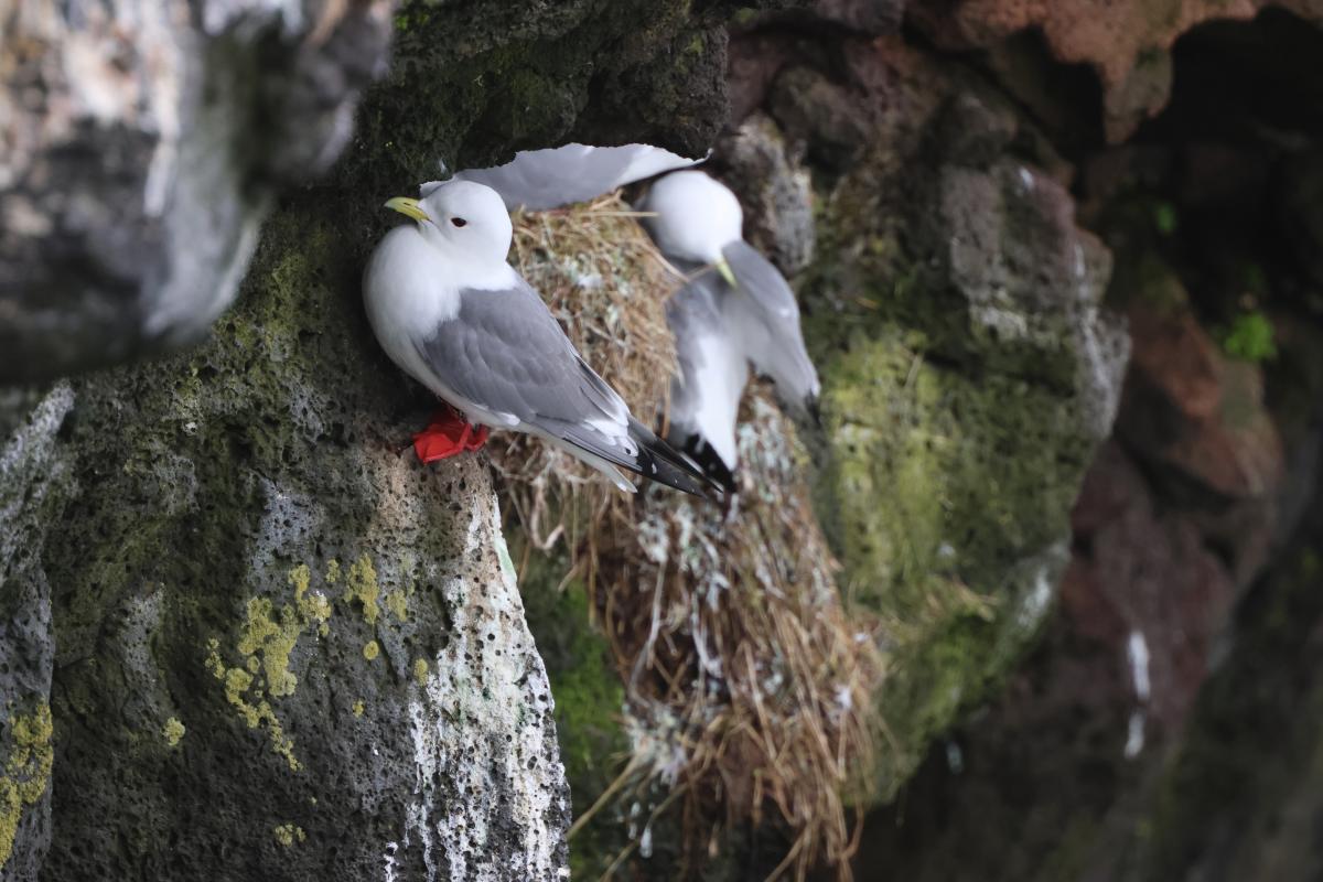 Red-Legged Kittiwakes