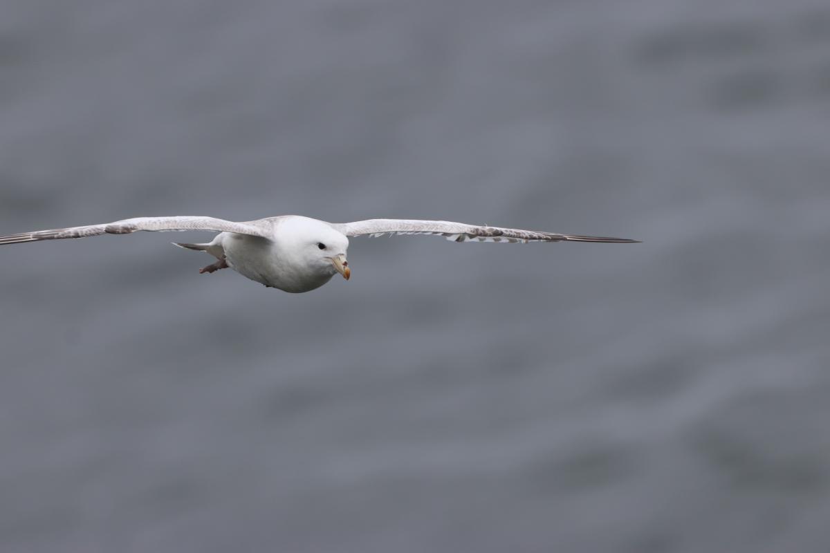 Northern Fulmar