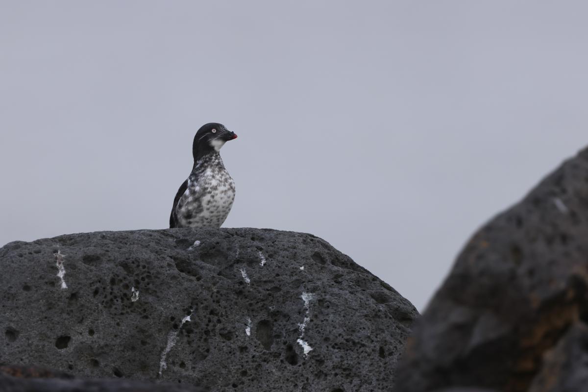 Least Auklet
