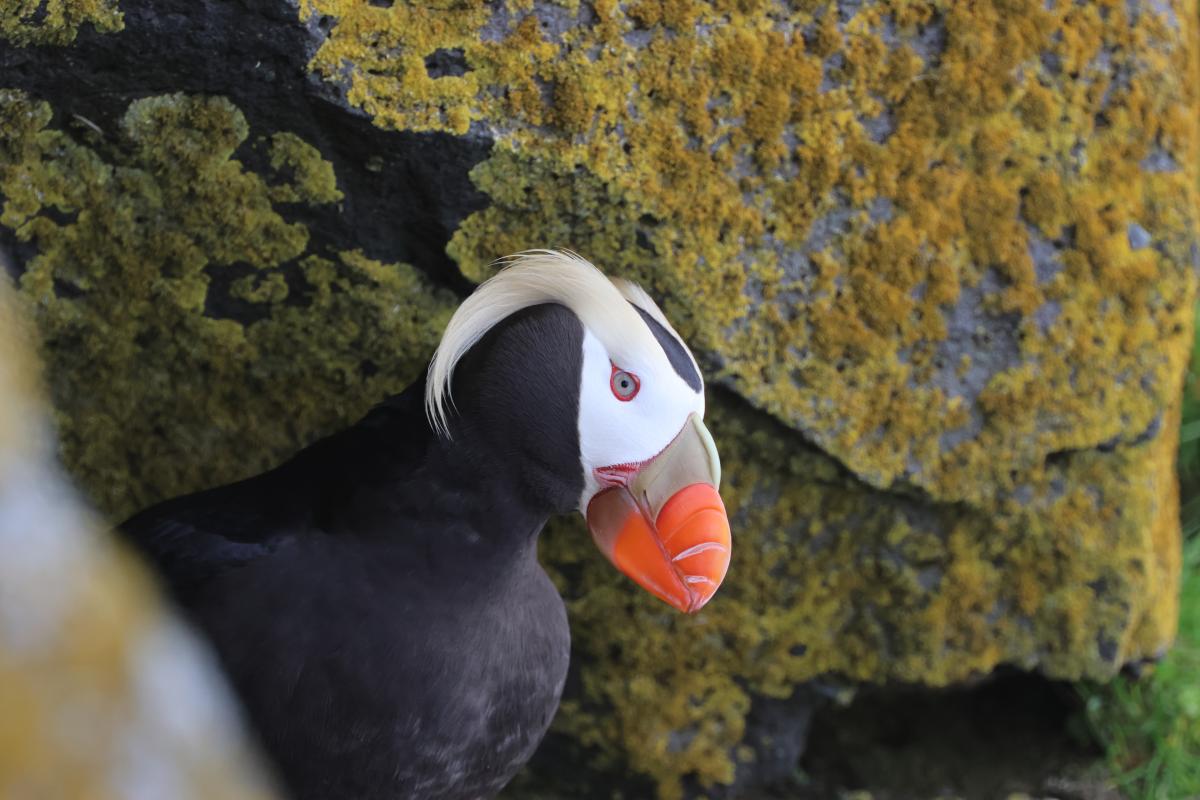 Tufted Puffin