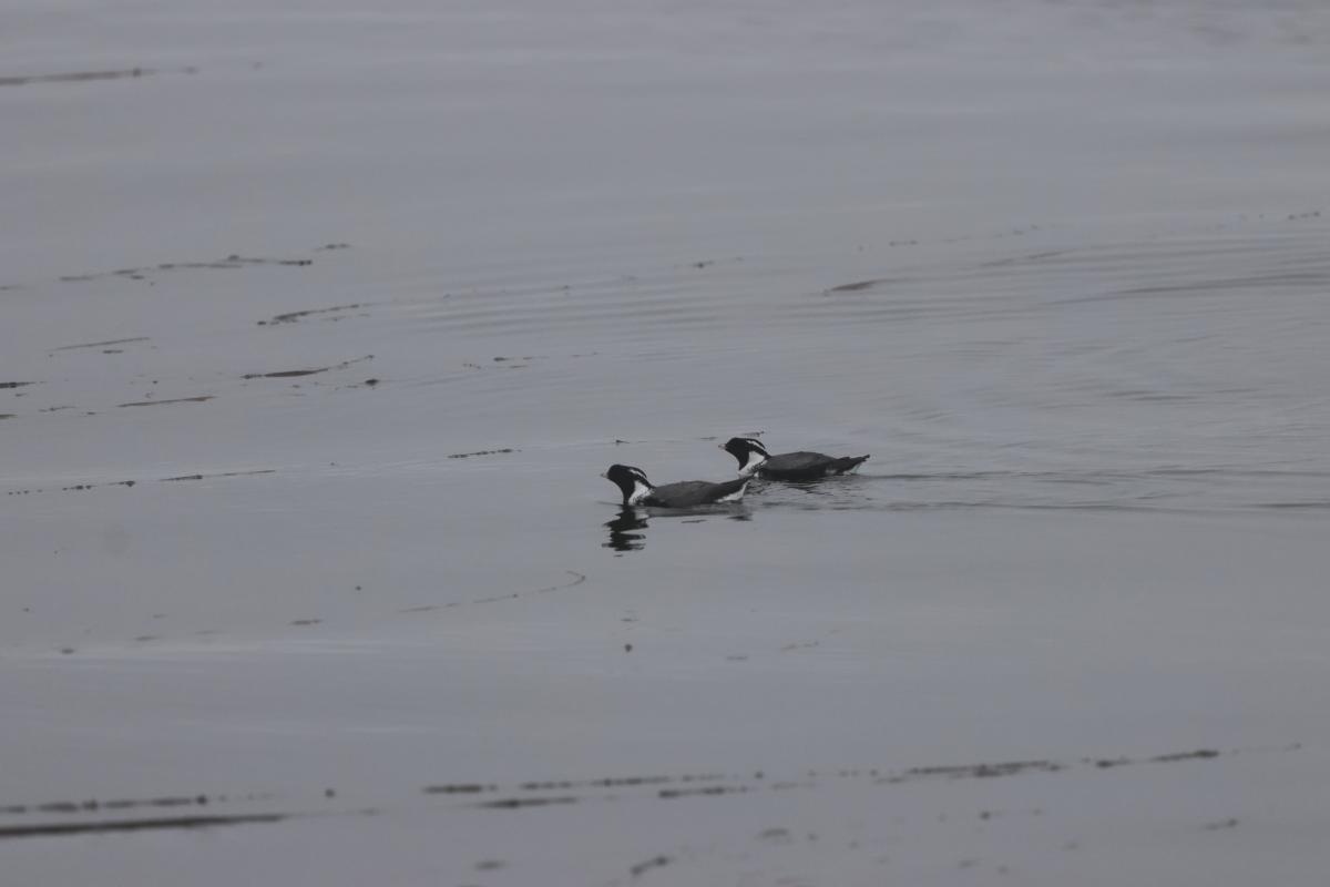 Ancient Murrelets
