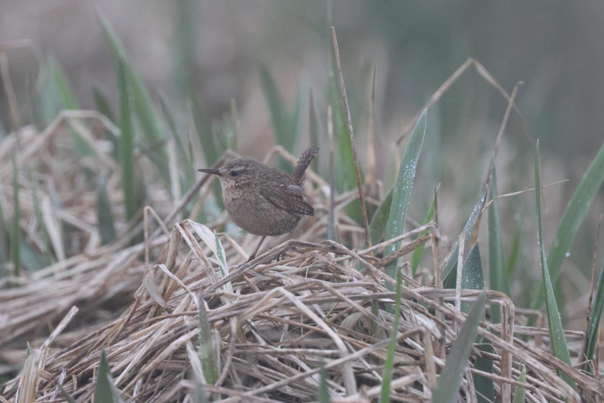 Pacific Wren