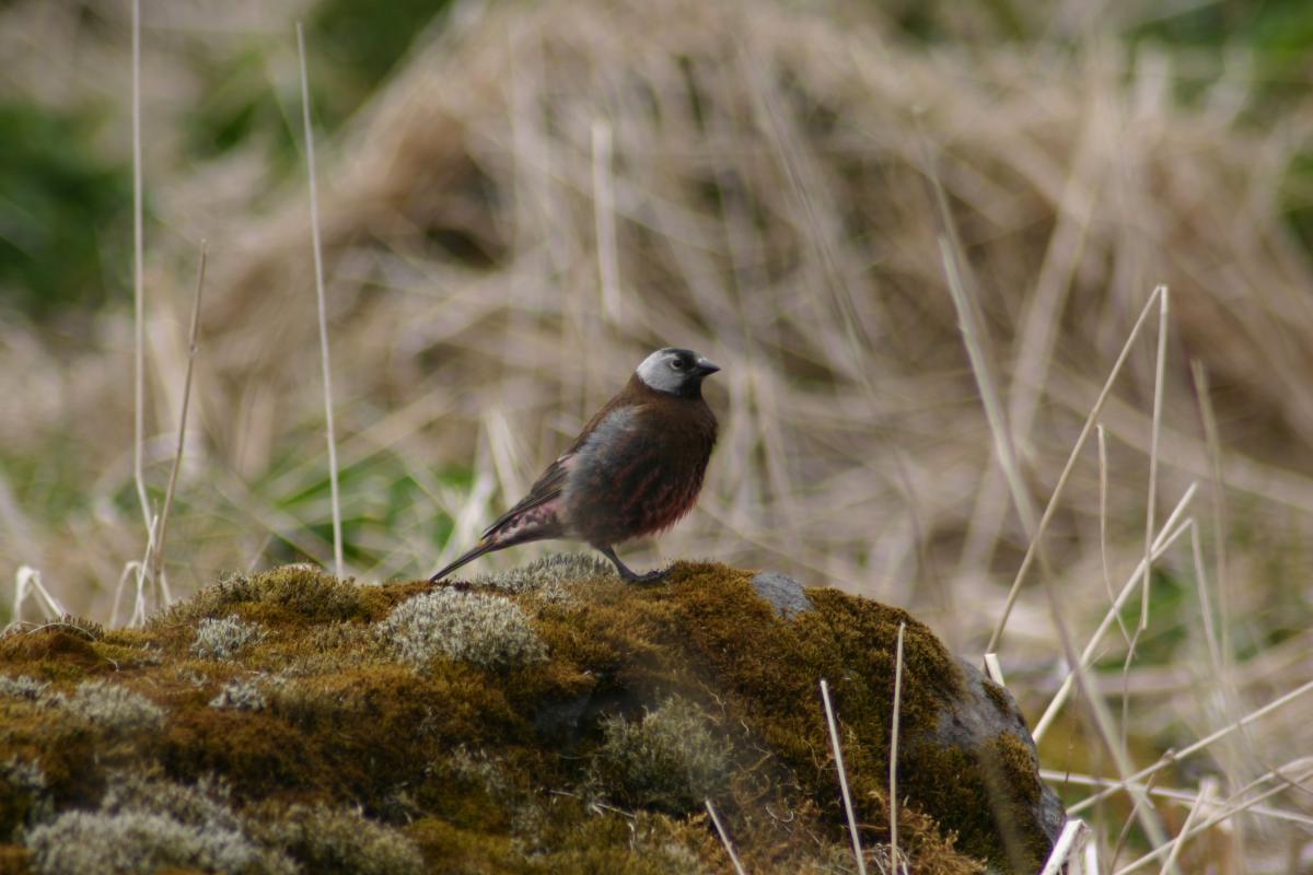 Grey-crowned Rosyfinch