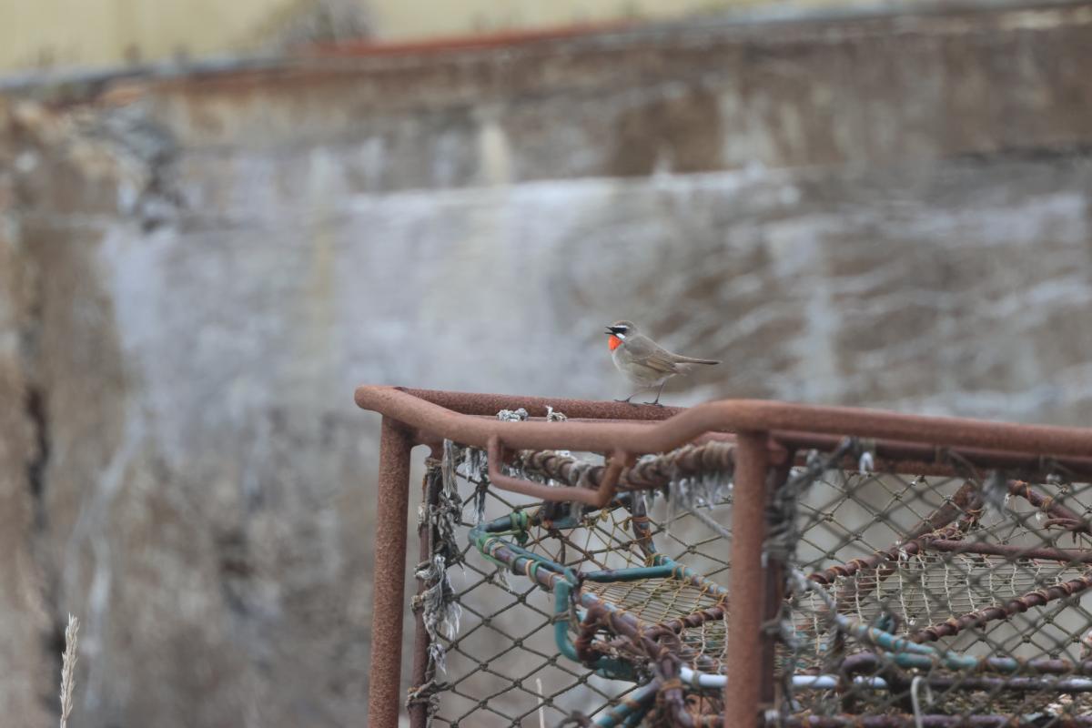 Siberian Rubythroat