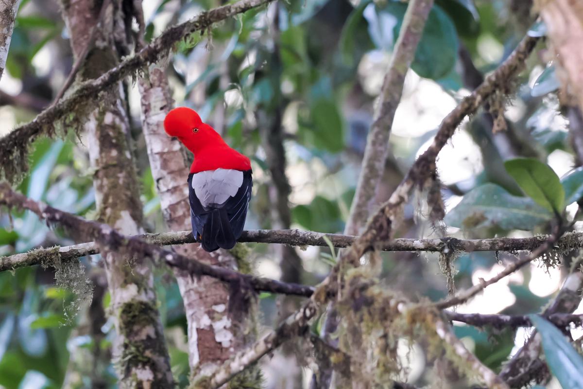We had to be in place before sunrise to view several Andean Cocks-of-the-Rock displaying noisily at their lek. 