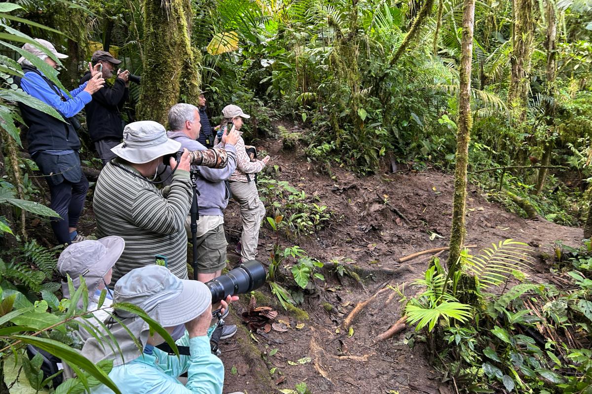 We felt extremely fortunate to see the Giant Antpitta, since it hadn't been seen in almost a week. 