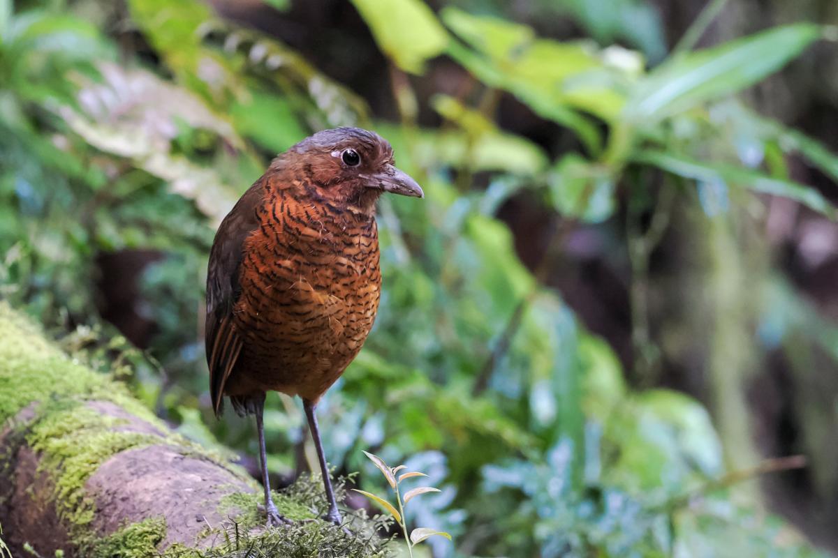 This Giant Antpitta, affectionately nicknamed "Maria", could be considered the grand prize of a visit to Refugio Paz.