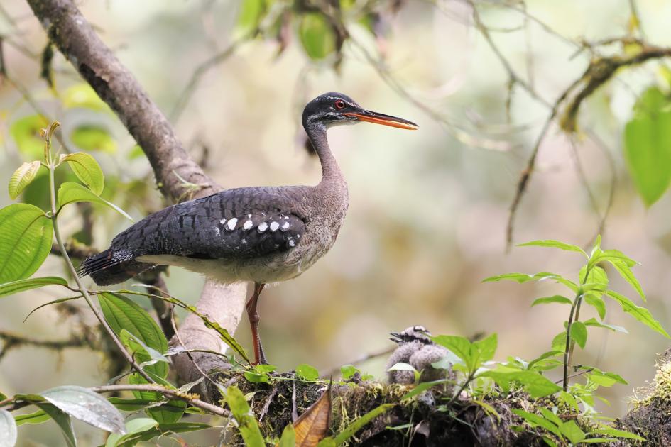Image for Update from Ecuador NW Andes in Summer 