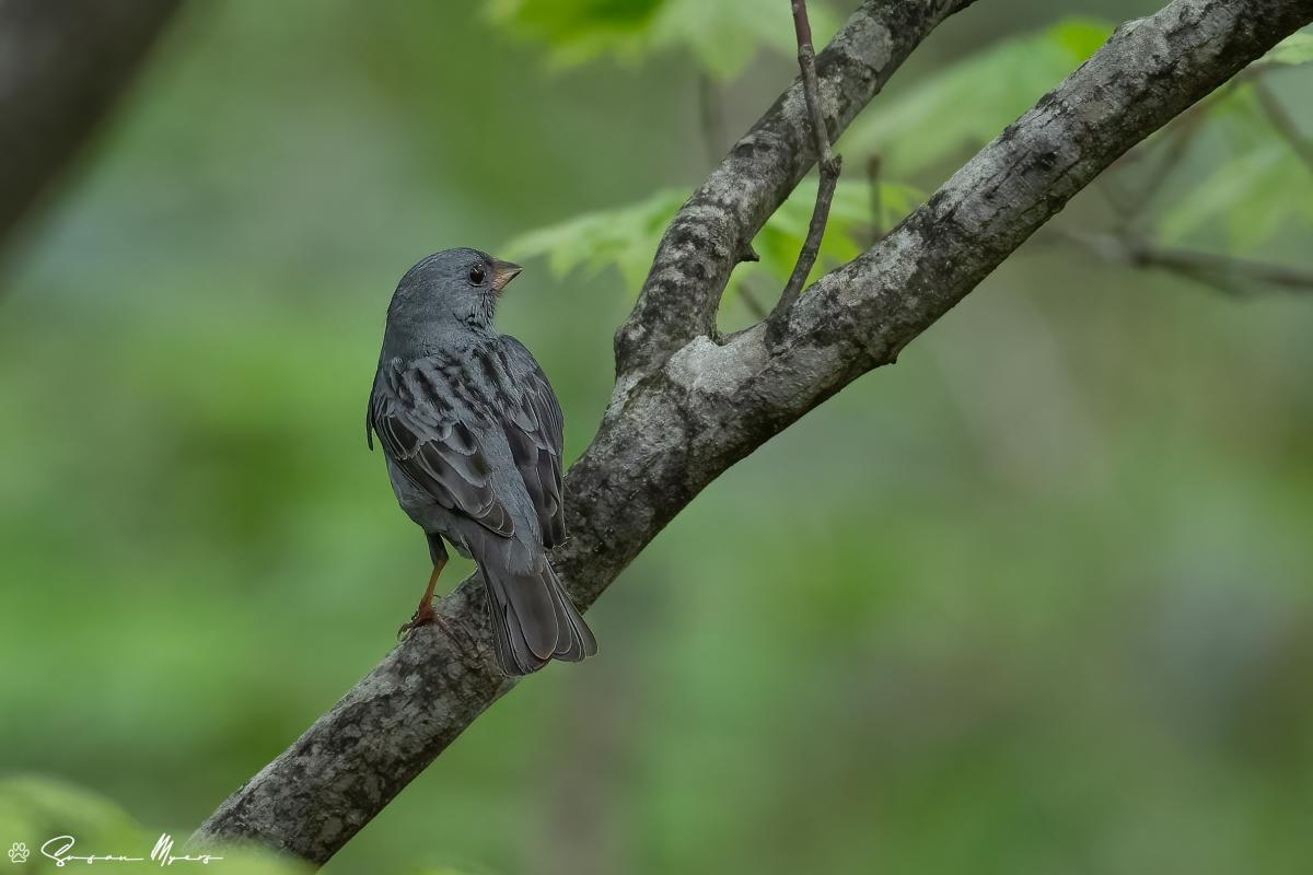 Grey Bunting