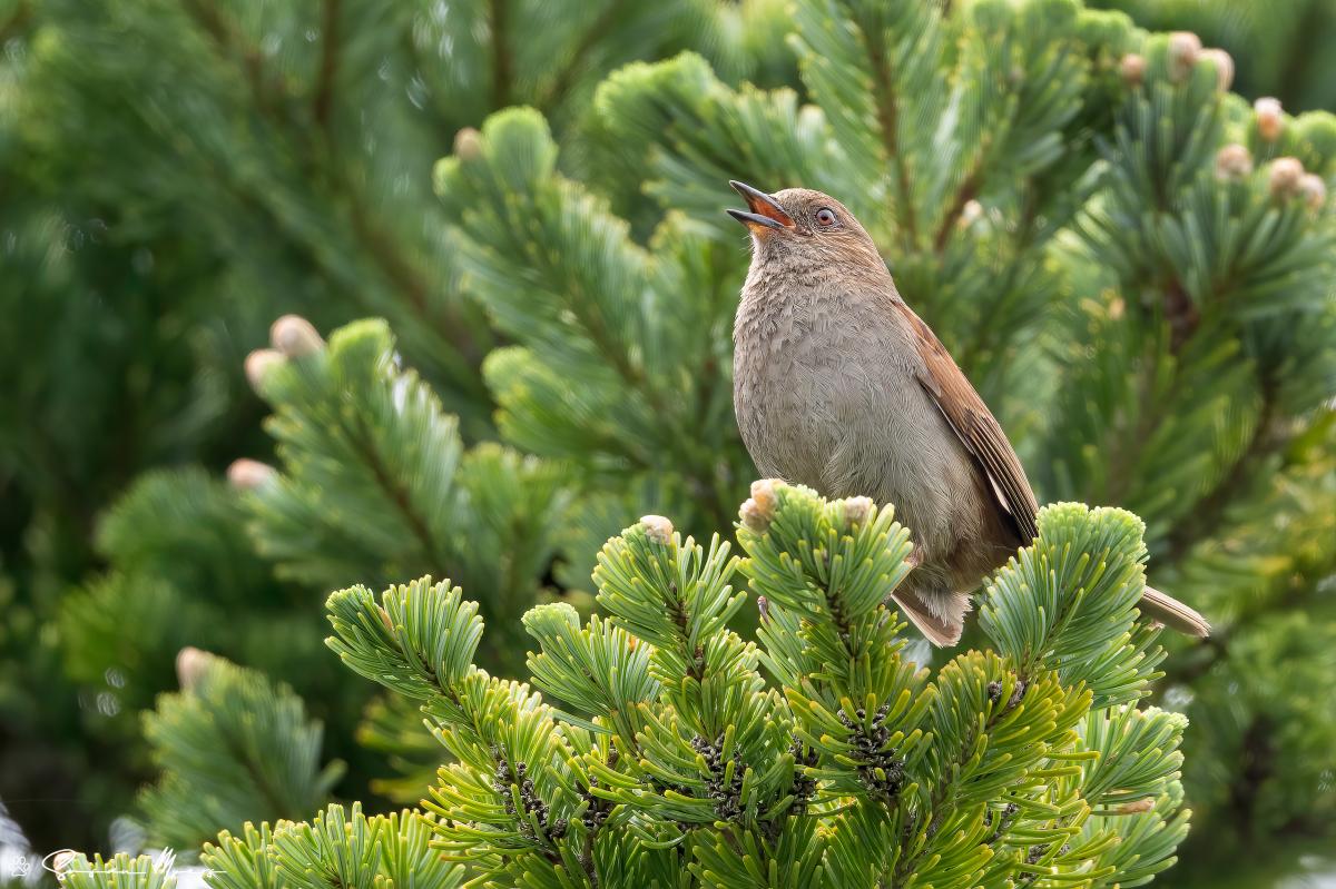 Japanese Accentor