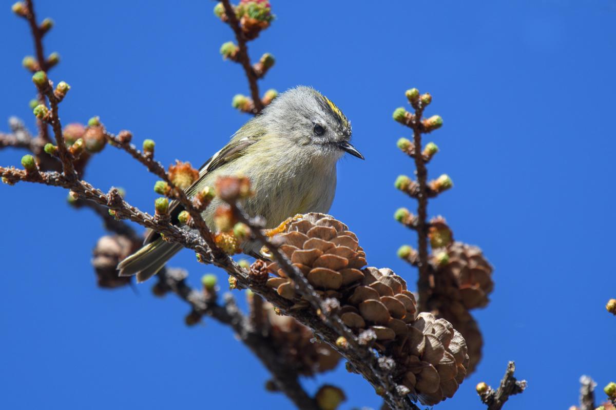Goldcrest