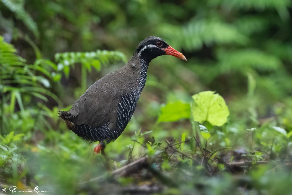 Okinawa Rail