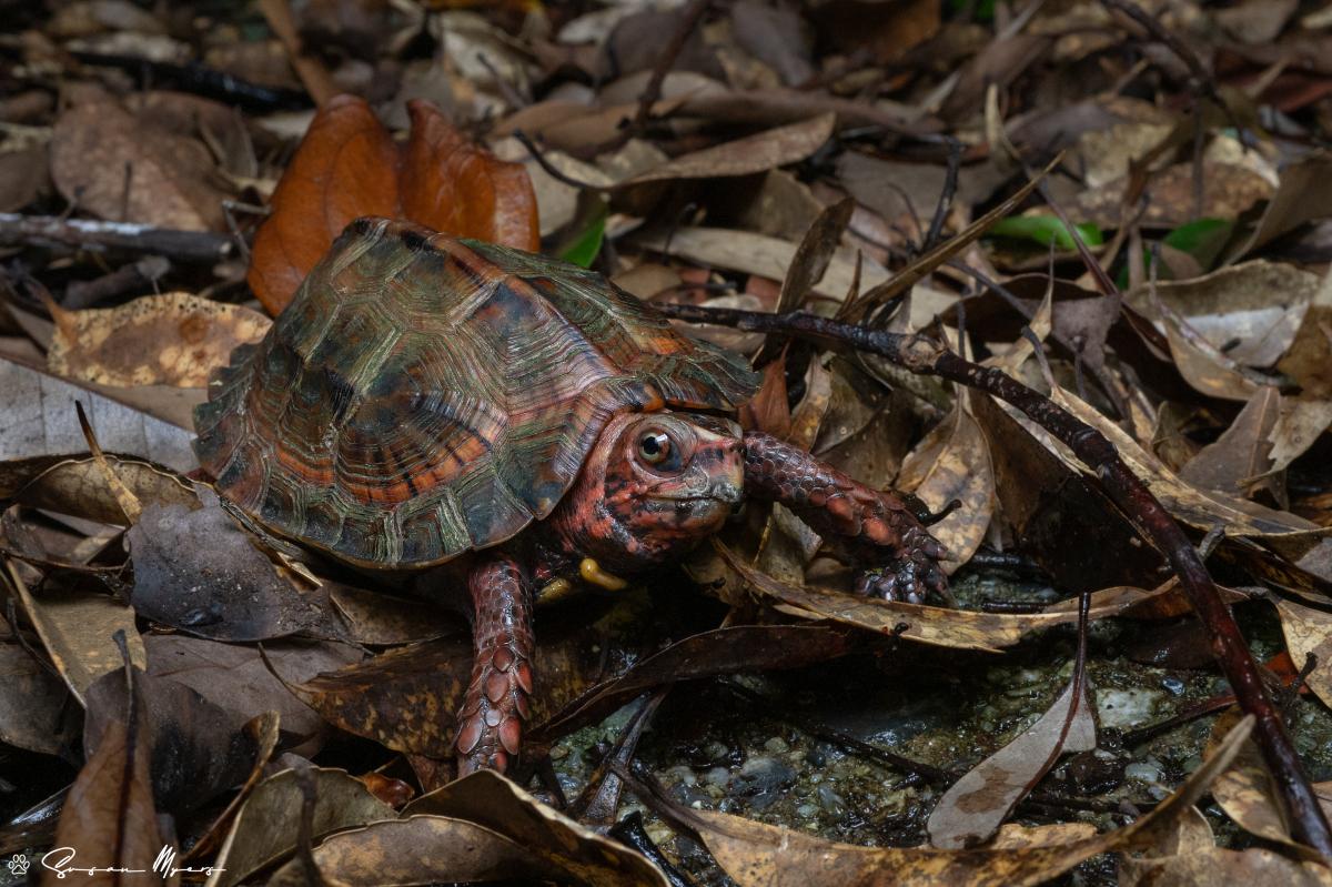 Ryukyu Leaf Turtle