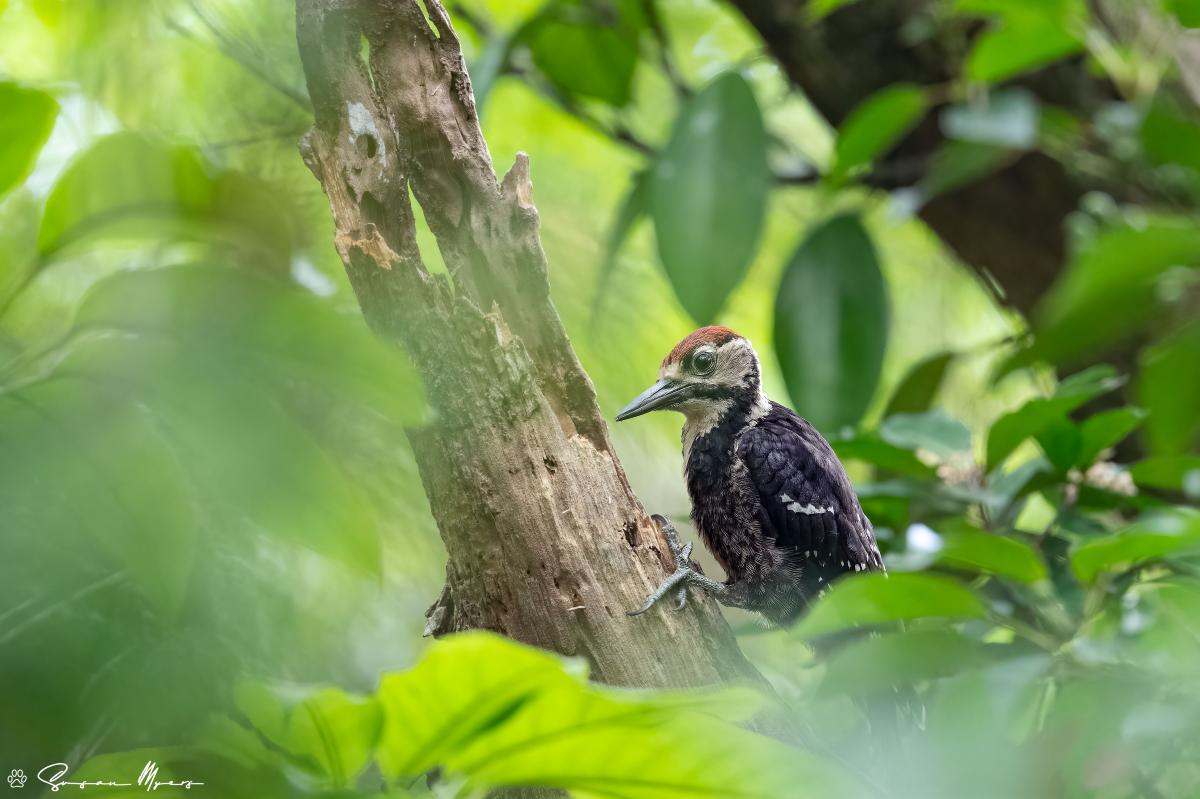 Owston’s Woodpecker