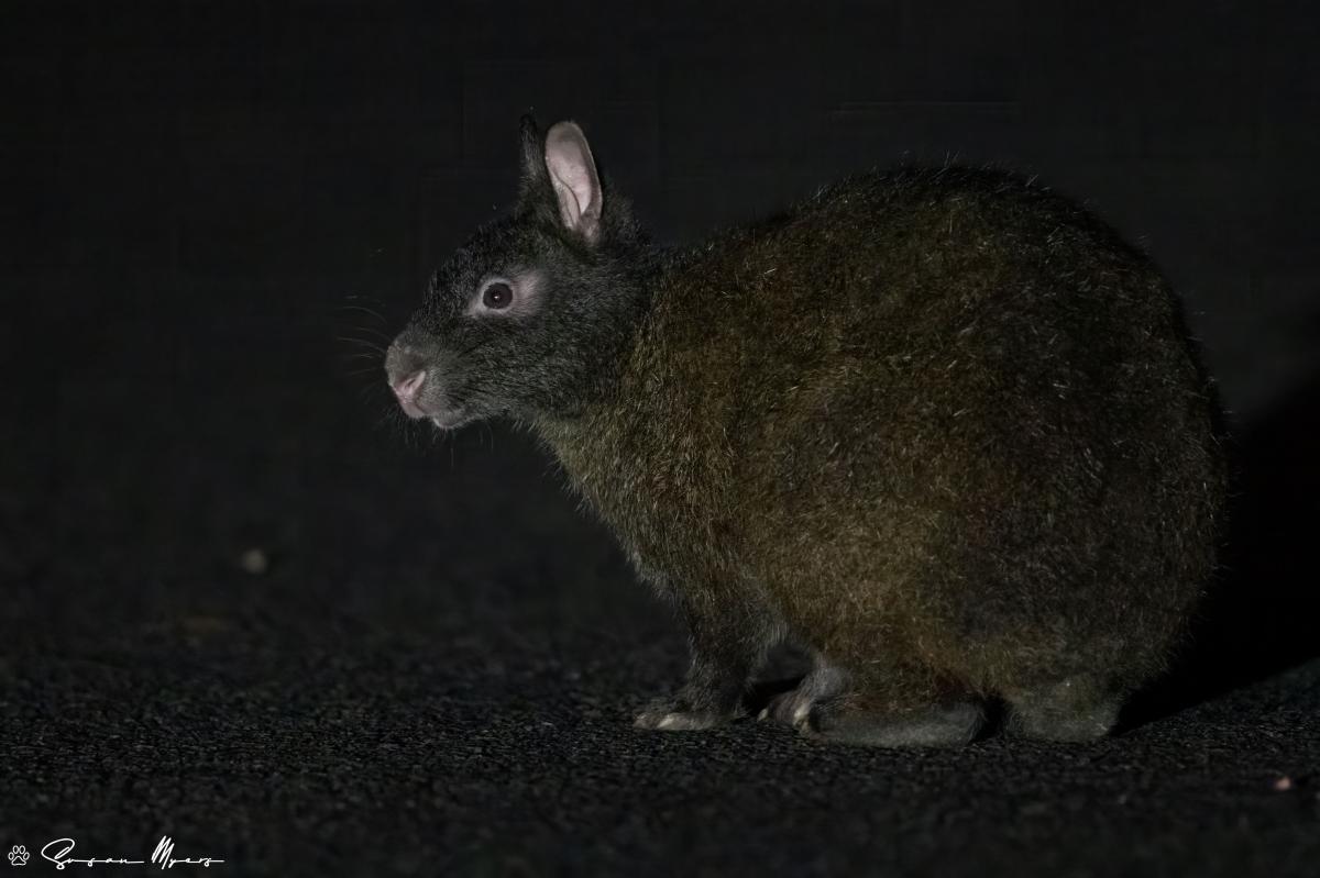 Amami Black Rabbit