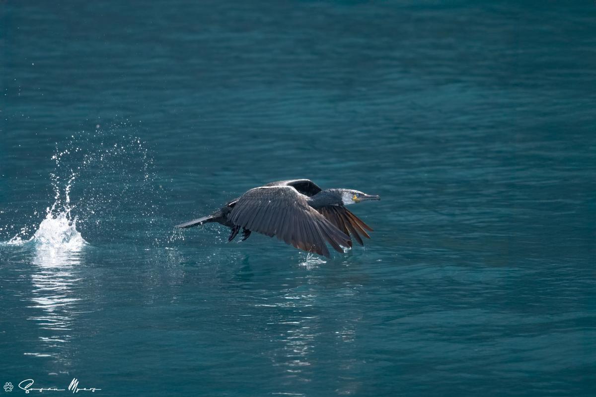 Japanese Cormorant