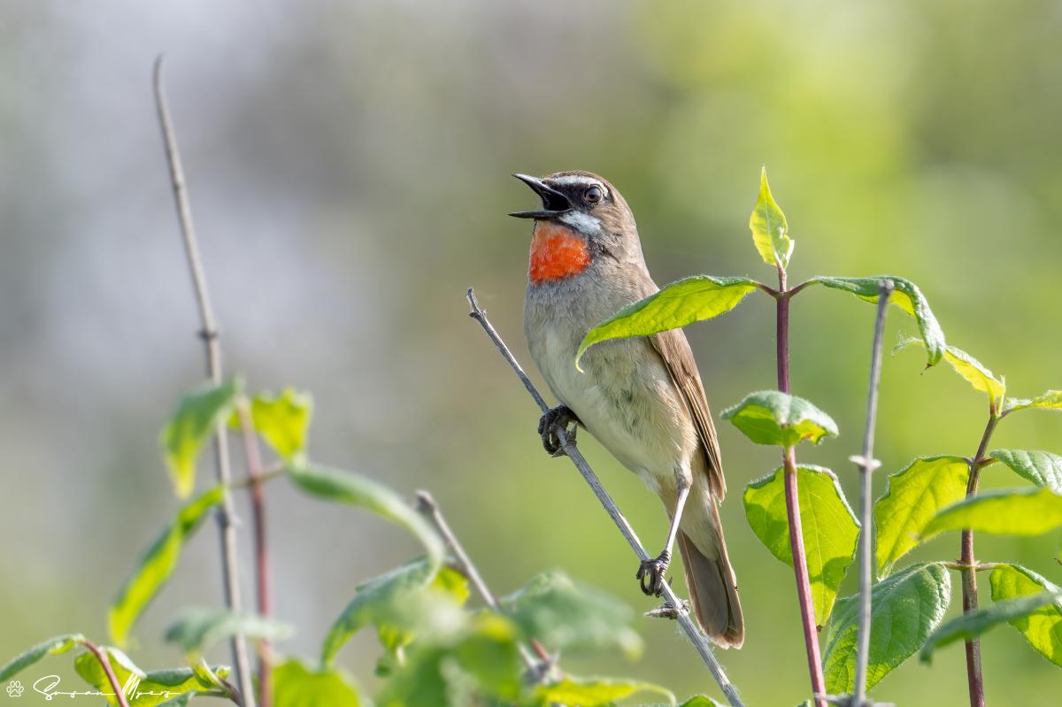 Siberian Rubythroat