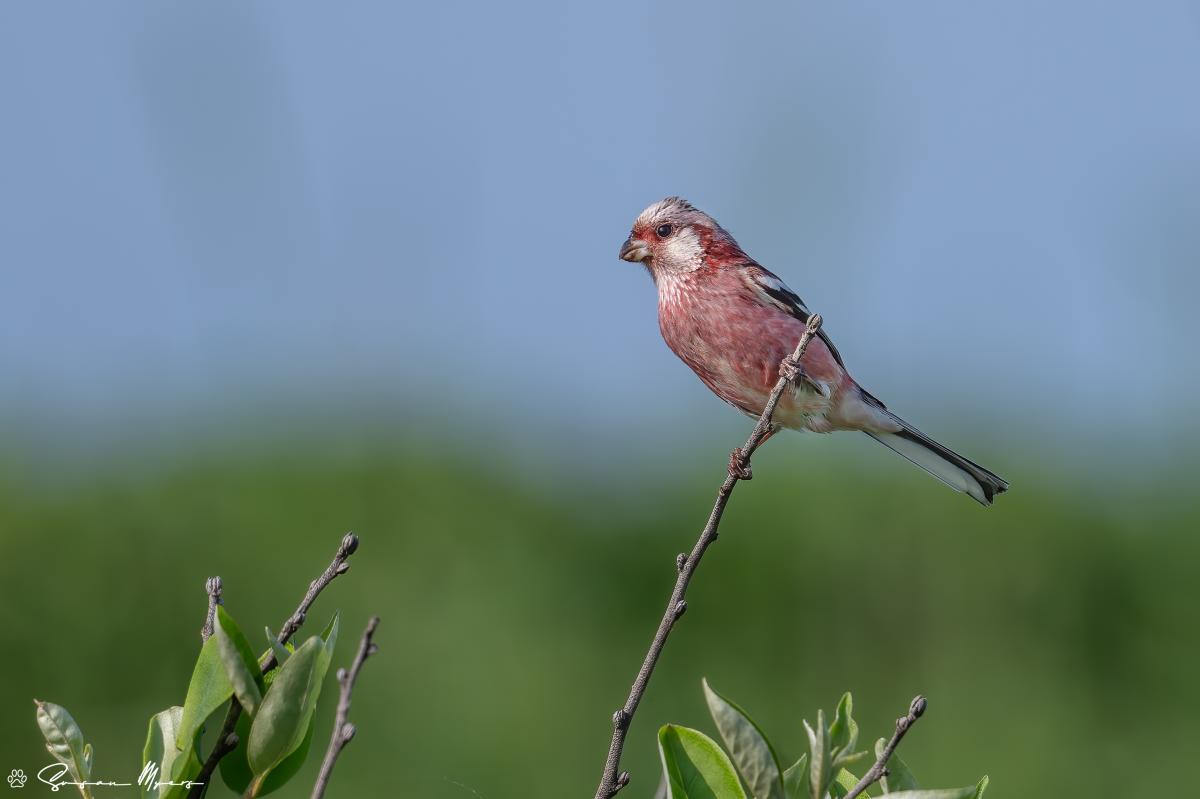 Long-tailed Rosefinch