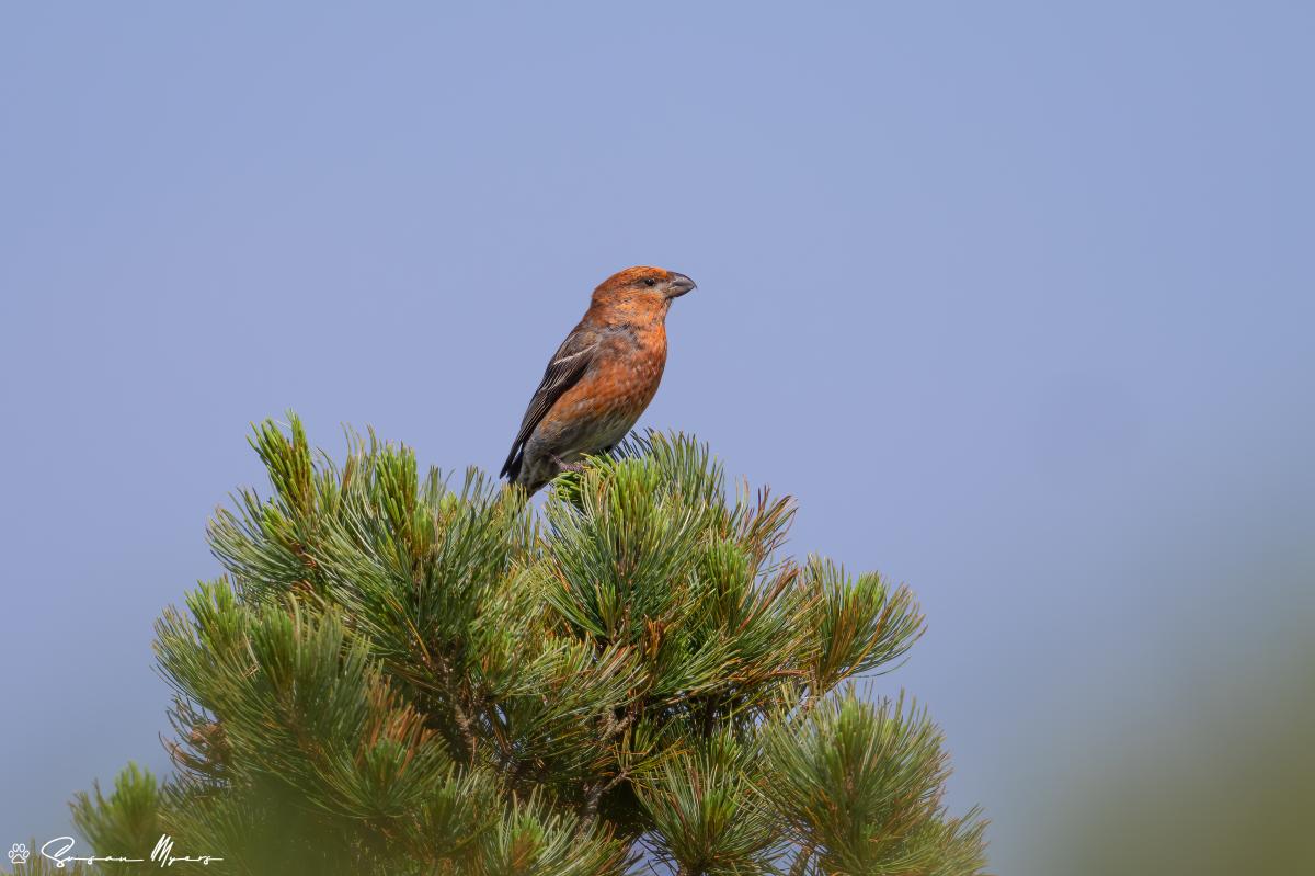 Pine Grosbeak