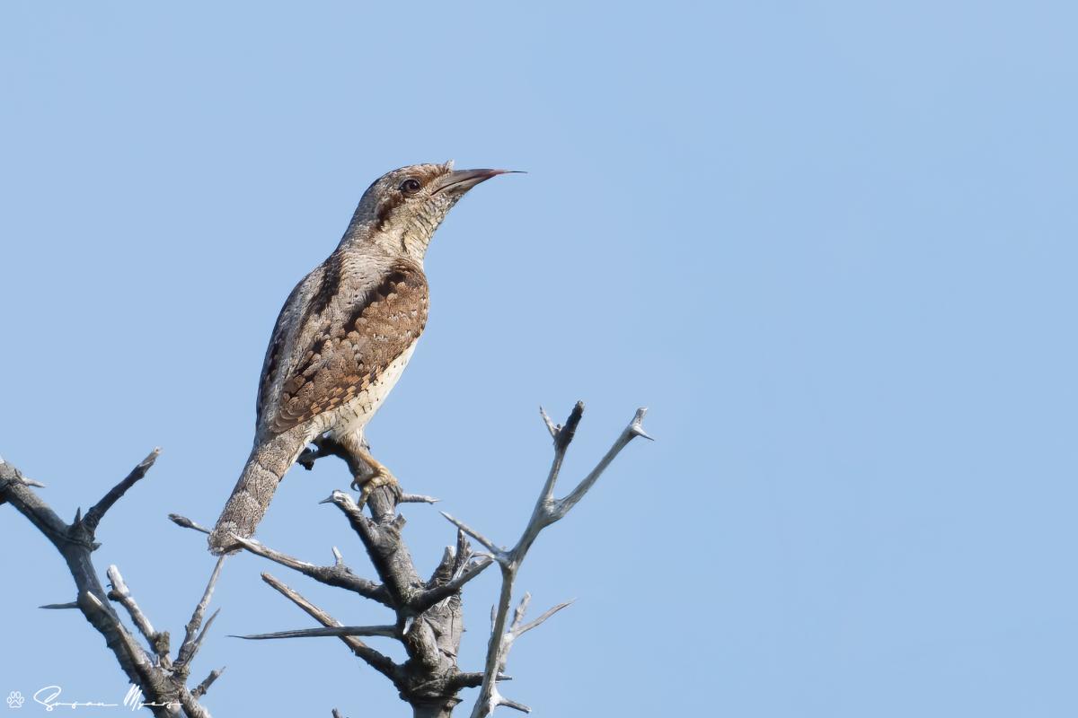 Eurasian Wryneck