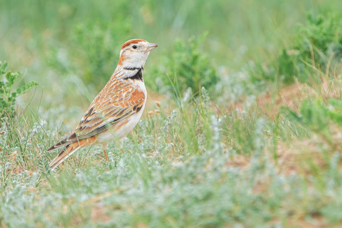 On our 16th visit to this wonderful country, we caught up with iconic steppeland species such as Mongolian Lark…