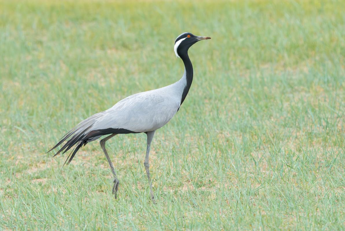 …and Demoiselle Crane...