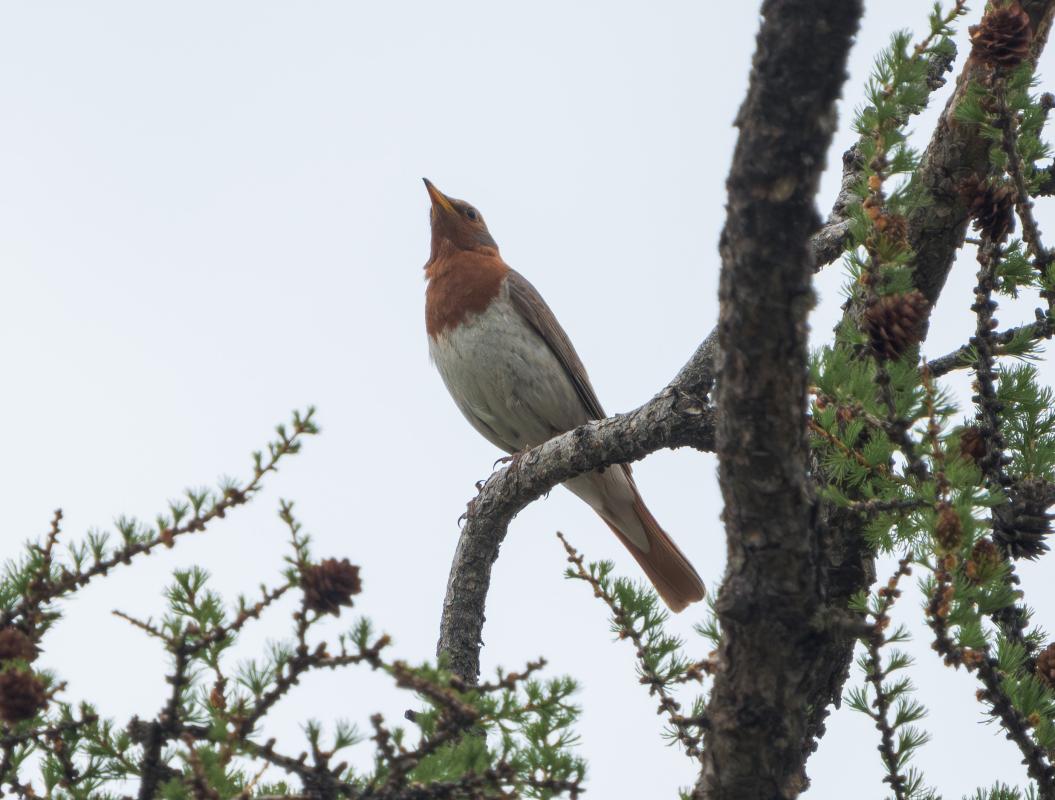 ...Siberian larch-forest dwellers, such as the Red-throated Thrush…