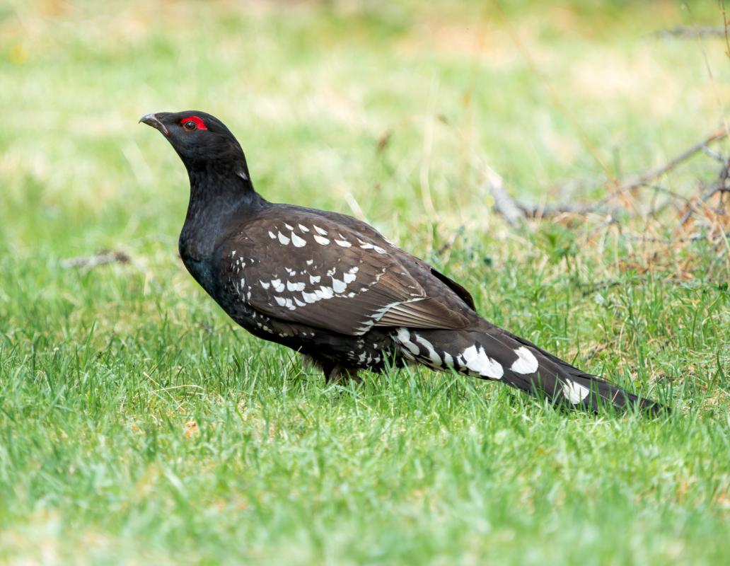 …and the rare Black-billed Capercaillie.