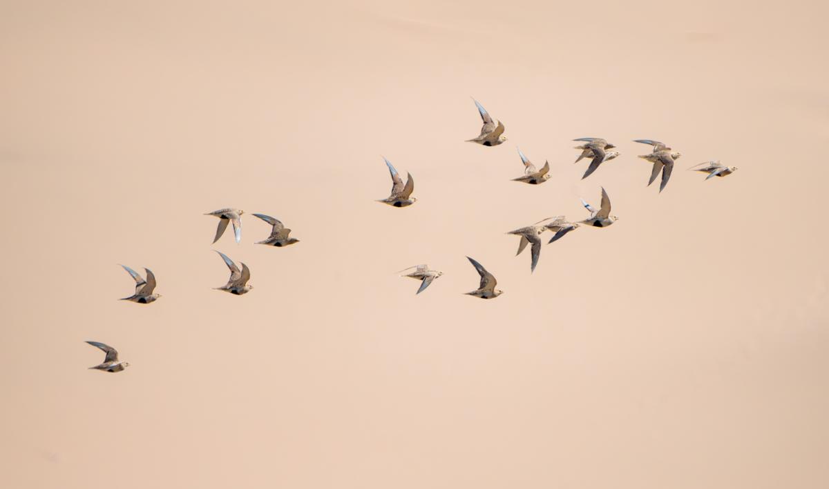 …where we found Pallas’s Sandgrouse…