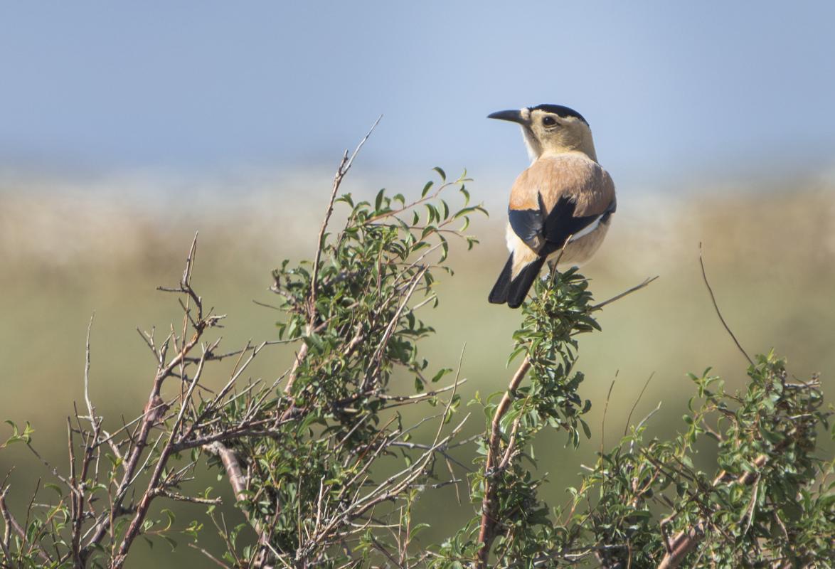 …Henderson’s (Mongolian) Ground Jays…