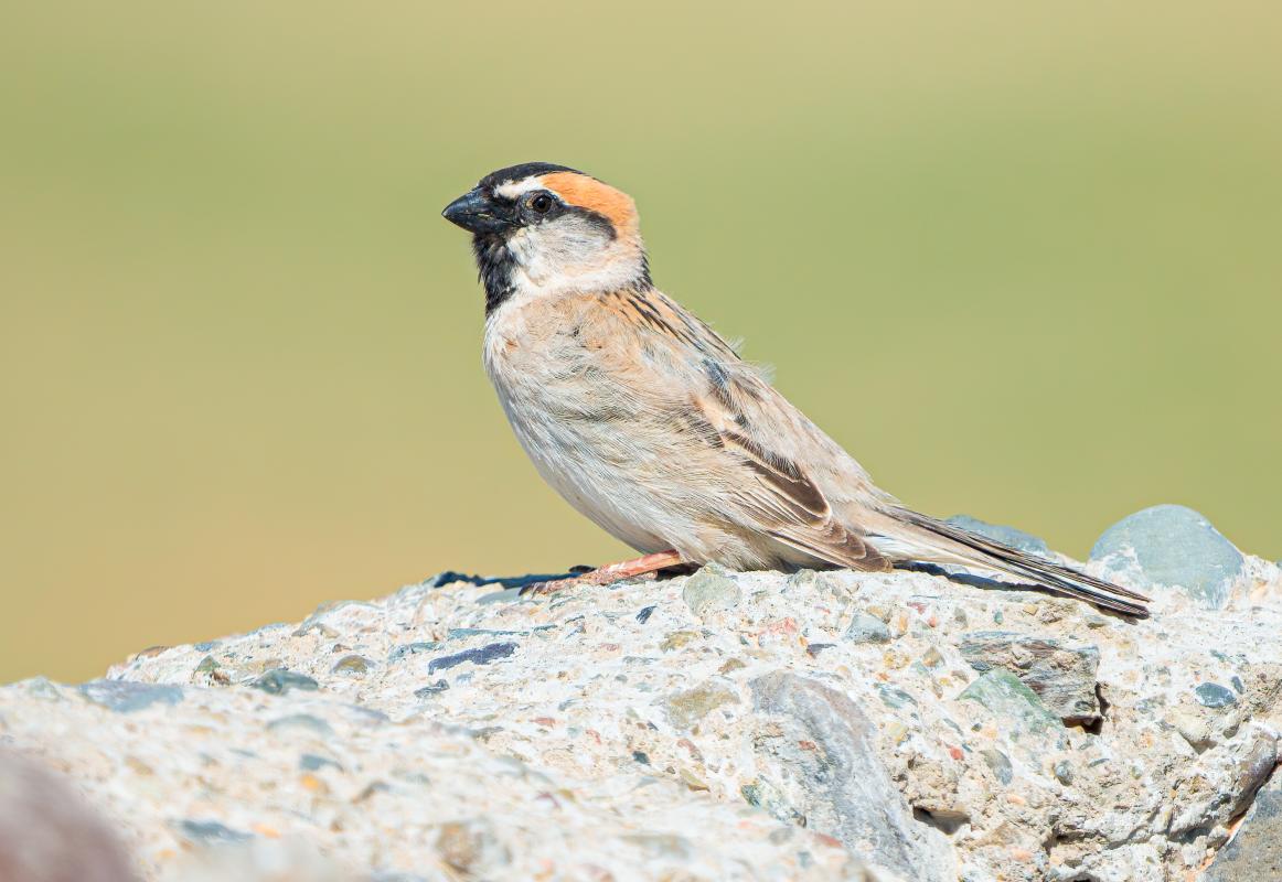 …and the beautiful but localised Saxaul Sparrow.