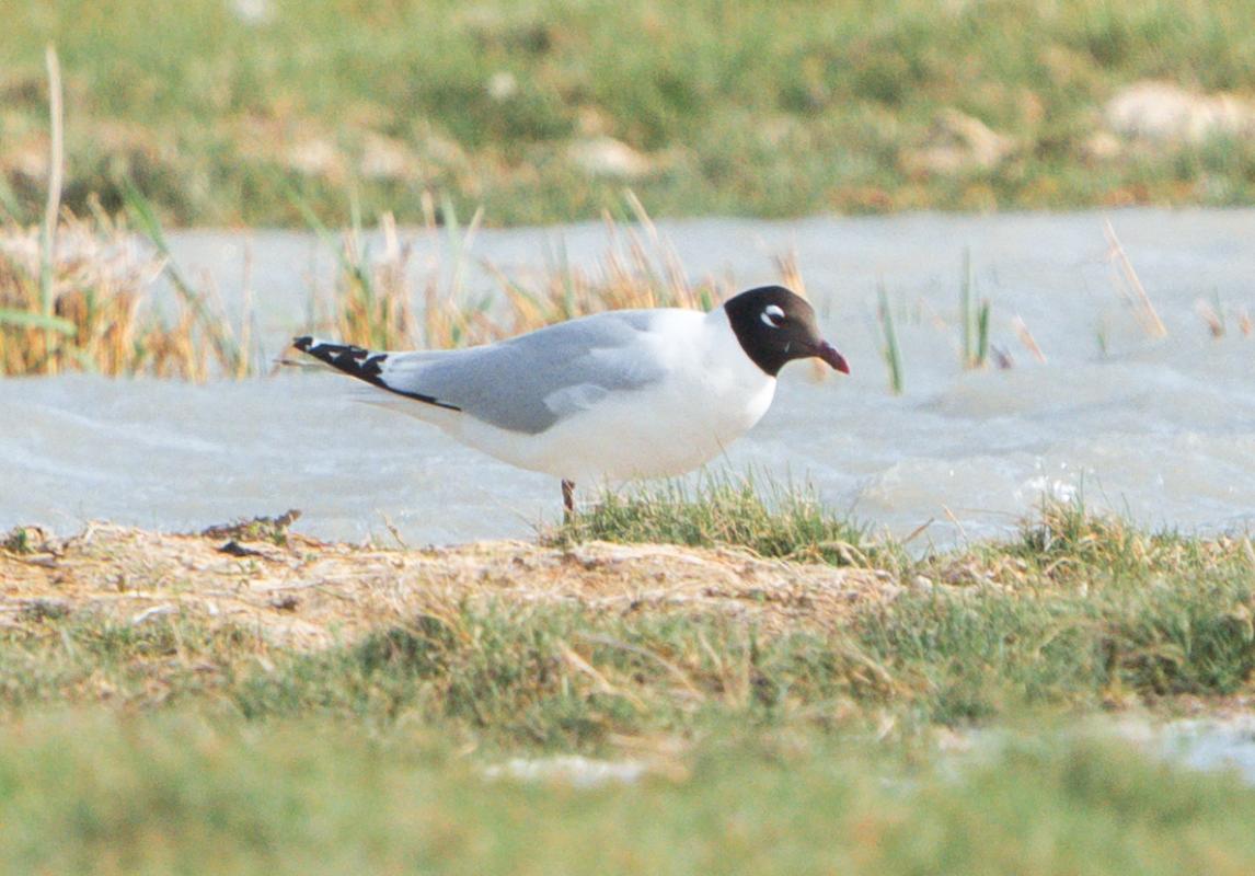 At the wetlands we visited, we found some of the world’s rarest birds, such as this Relict Gull (population fewer than 10,000)…
