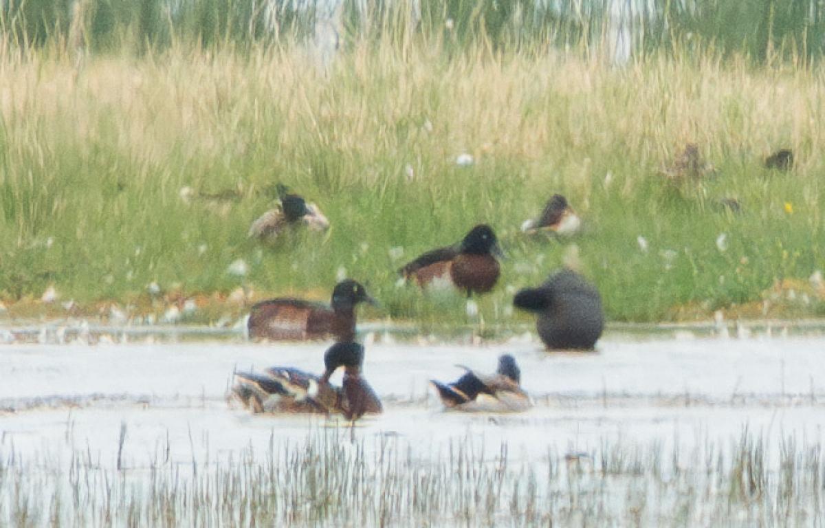 …and three Baer’s Pochards (population ~300).