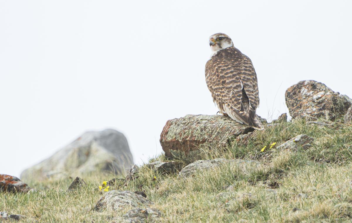 …Lanner Falcons…