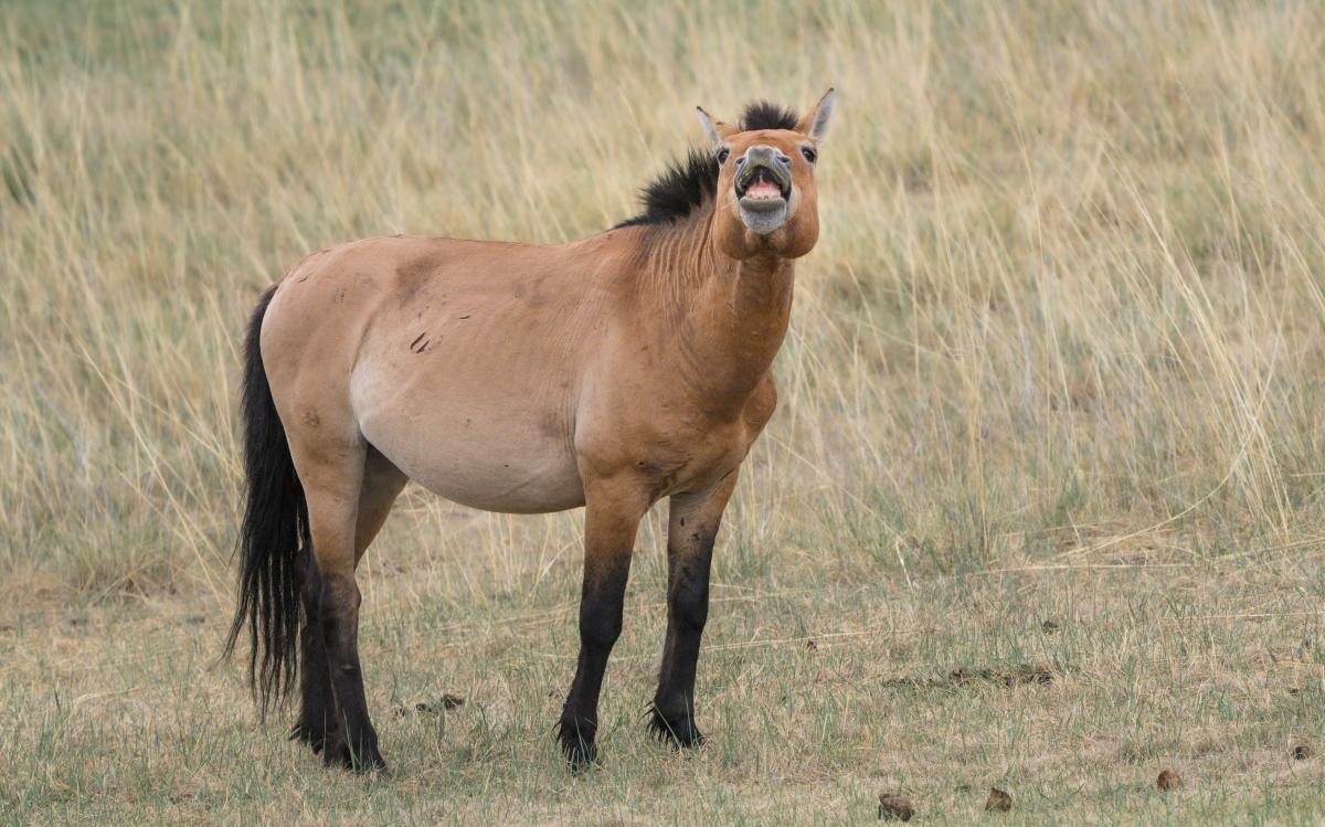 Our final days were spent at the Hustai National Park where, along side a host of bird species, we found one of the world’s rarest mammals: the Przewalski's Horse…