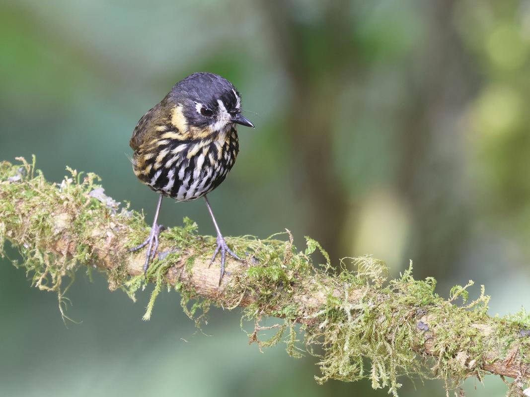 Lunita, the Crescent-faced Antpitta approaching the feeder