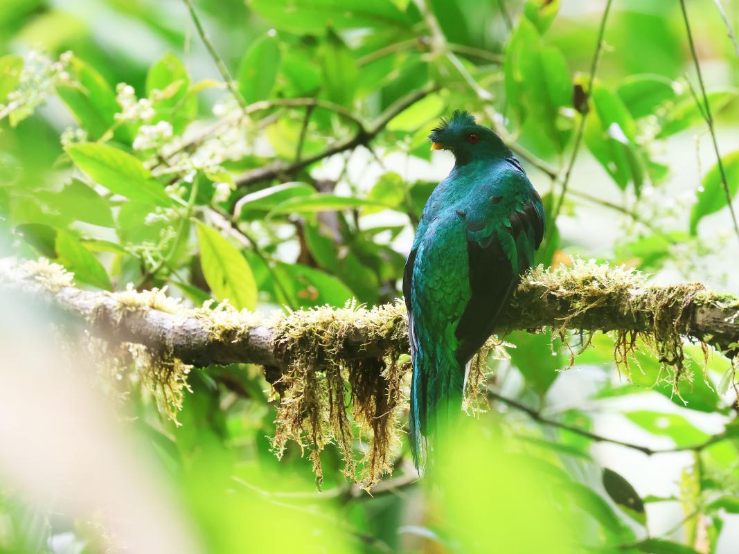 This Crested Quetzal gave us a great show!