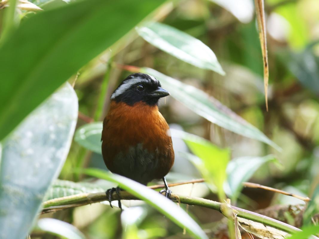 We also had great looks at Tanager Finch